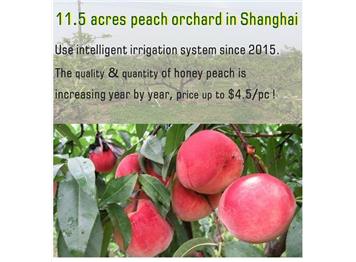 Shanghai Shengliang peach tree case